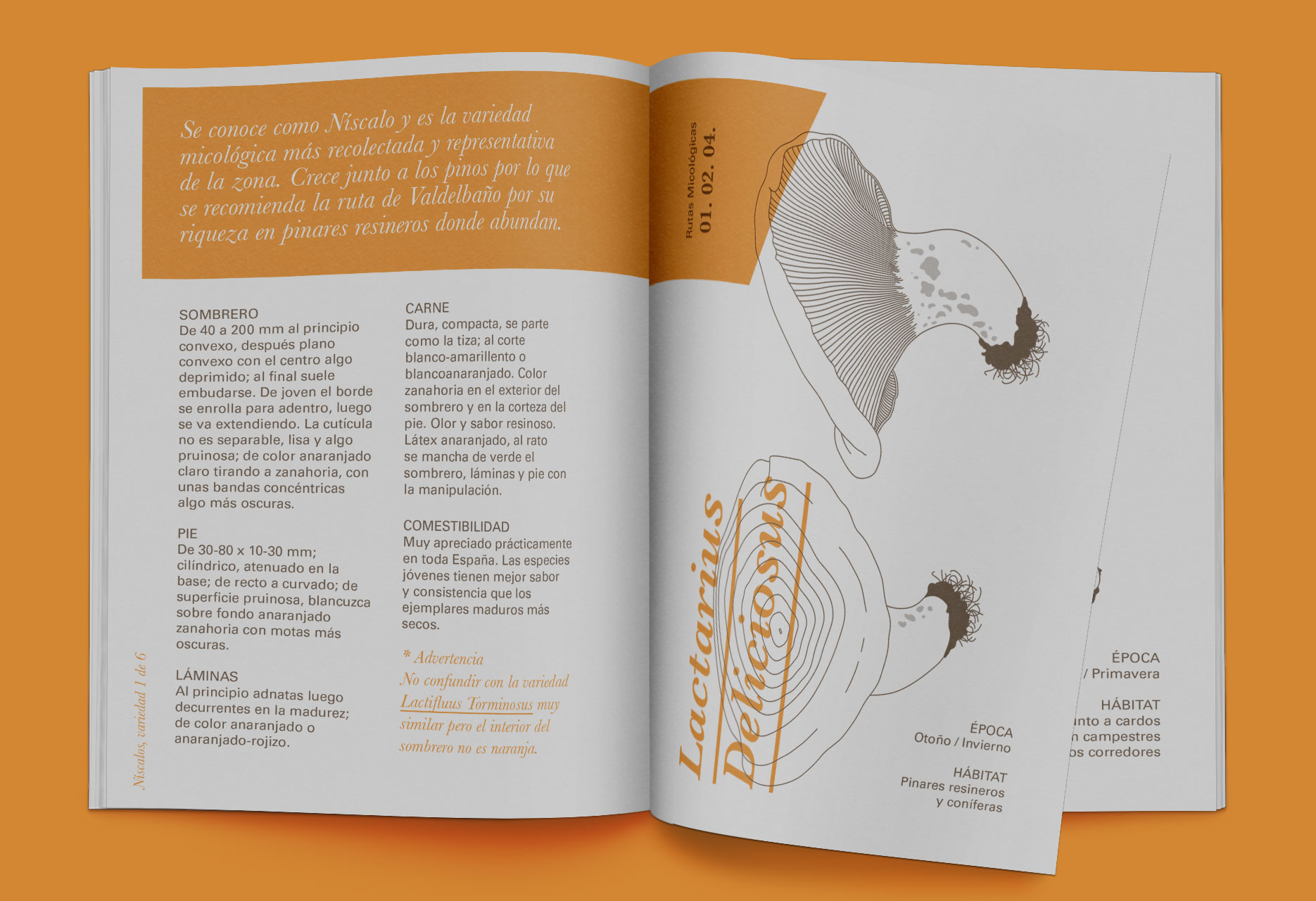 Brand design and mycological guide Tierras de Berlanga - publishing design / branding / illustration
