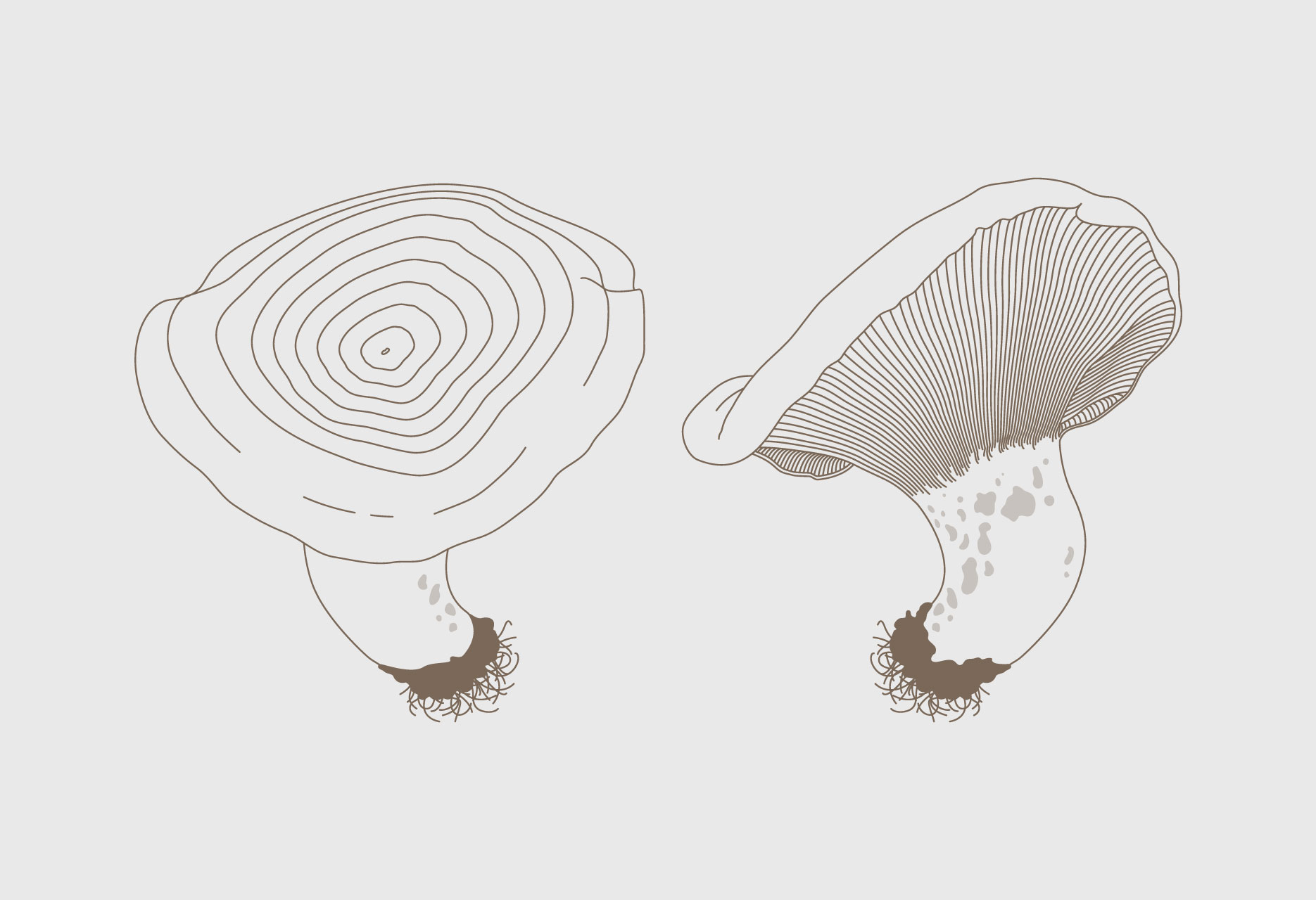 Diseño de marca y guía micológica Tierras de Berlanga - diseño editorial / identidad corporativa / ilustración - 2015