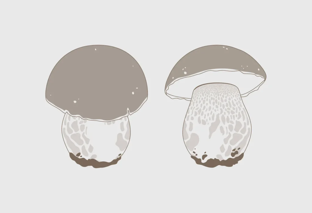 Ilustraciones de la guía Tierras de Berlanga