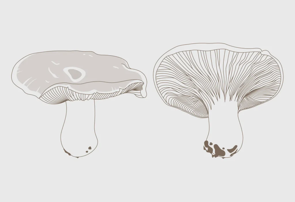 Ilustraciones de la guía Tierras de Berlanga